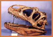 dinosaur skull
